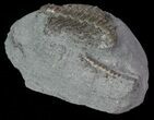 Bargain, Camptocrinus Crinoid Fossil - Crawfordsville, Indiana #68506-1